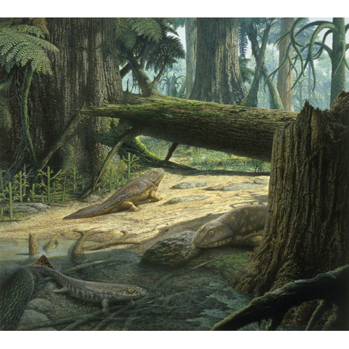 Acanthostega/Ichthyostega scene - Devonian  (c) John Sibbick