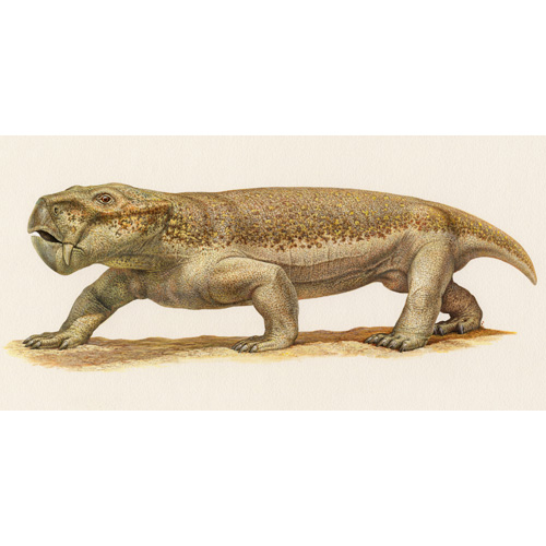 Composite Dicynodont (c) John Sibbick