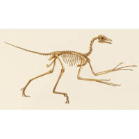 Archaeopteryx skeleton (c) John Sibbick