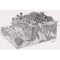 Jurassic coral patch reef  (c) John Sibbick