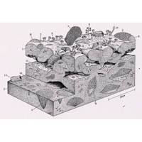 Lower Carboniferous  (c) John Sibbick