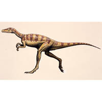 Eoraptor  (c) John Sibbick