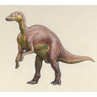 Mandschurosaurus (c) John Sibbick