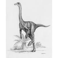 Gallimimus  (c) John Sibbick