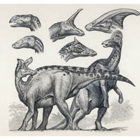Hadrosaurs, and portrait heads  (c) John Sibbick