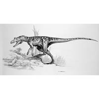 Herrerasaurus  (c) John Sibbick