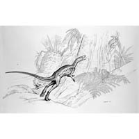 Lagosuchus  (c) John Sibbick