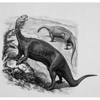 Plateosaurus  (c) John Sibbick