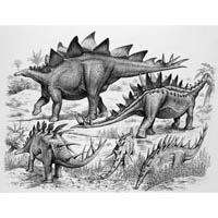 Stegosaurus, Tuojiangosaurus, Kentrosaurus, Lexovisaurus, Dacentrus (c) John Sibbick