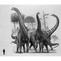 Ultrasaurus, Brachiosaurus, Supersaurus (c) John Sibbick