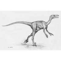 Troodon  (c) John Sibbick