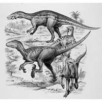 Baryonyx with Dromaeosaurus/Deinonychus/Velociraptor  (c) John Sibbick