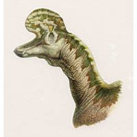 Lambeosaurus, portrait head  (c) John Sibbick