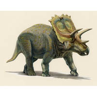 Anchiceratops  (c) John Sibbick