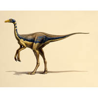 Dromiceomimus (c) John Sibbick