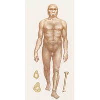 Boxgrove man (with leg bones)  (c) John Sibbick