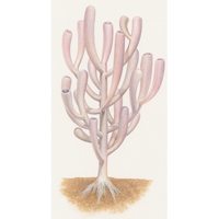 Vauxia gracilenta (sponge)  (c) John Sibbick