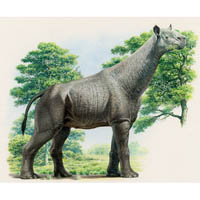 Indricotherium  (c) John Sibbick