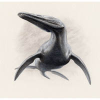 Rhomaleosaurus  (c) John Sibbick