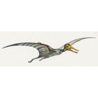 Pterodactylus elegans  (c) John Sibbick
