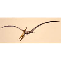 Pteranodon (c) John Sibbick