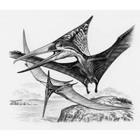 Pteranodon crest membrane (c) John Sibbick