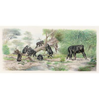 Griphopithecus (c) John Sibbick
