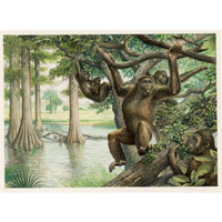 Dryopithecus (c) John Sibbick