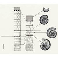 Stratigraphy, mid Jurassic (c) John Sibbick