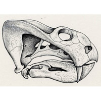 Dicynodon skull (c) John Sibbick