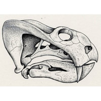 Dicynodon skull (c) John Sibbick